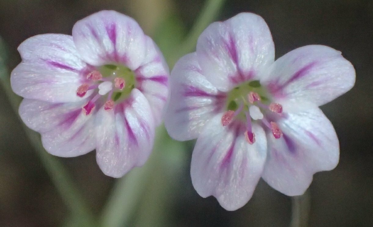 High Resolution Claytonia gypsophiloides Flower